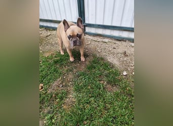 ARCI - das süße Männlein ist im Tierheim sehr traurig und wartet auf ein neues Zuhause