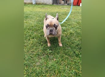 ARCI - das süße Männlein ist im Tierheim sehr traurig und wartet auf ein neues Zuhause