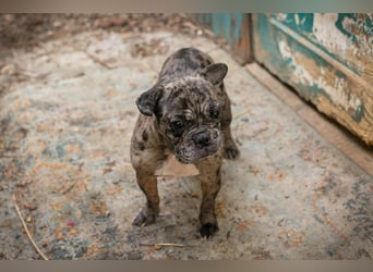 FRANKA - wer zeigt der süßen Maus wie schön ein Hundeleben sein kann?