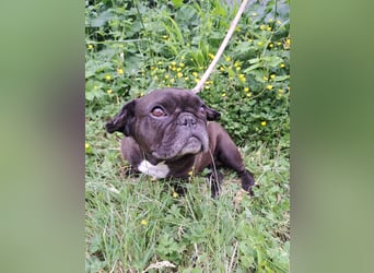 EBBY - eine französische Bulldogge