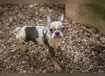 PAULINE - ich träume von einem Zuhause bei Menschen, die mich lieben!