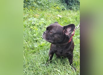 AMALIE - eine französische Bulldogge