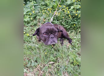 EBBY - eine französische Bulldogge