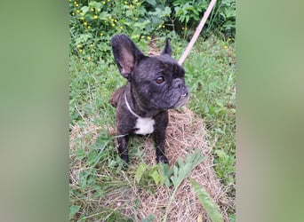 ZOE - ebenfalls eine französische Bulldogge
