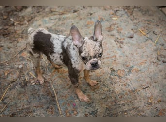 PAULINE - ich träume von einem Zuhause bei Menschen, die mich lieben!