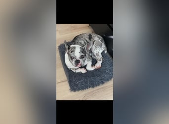 CLOE - die süße Maus sucht ein liebevolles Für-Immer Zuhause!