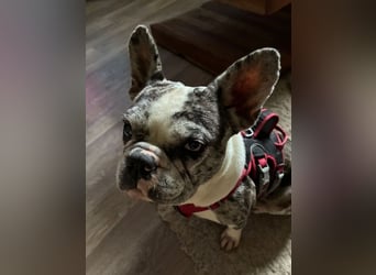 CLOE - Blind?! Was soll´s! Ich hab ja meinen Menschen!