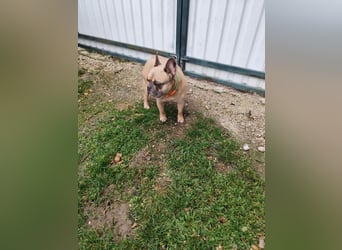 ARCI - das süße Männlein ist im Tierheim sehr traurig und wartet auf ein neues Zuhause