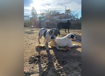 **EMMA**, Frenchie-Mix, ca 1,5 Jahre, weiblich kastriert