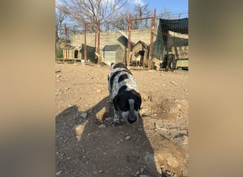 **EMMA**, Frenchie-Mix, ca 1,5 Jahre, weiblich kastriert