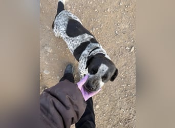 **EMMA**, Frenchie-Mix, ca 1,5 Jahre, weiblich kastriert