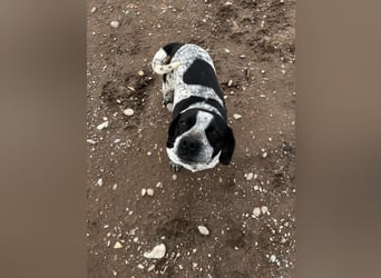 **EMMA**, Frenchie-Mix, ca 1,5 Jahre, weiblich kastriert