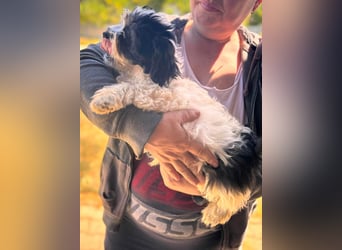 Maggy, verspieltes Französisch Bulldoggen Mix Welpenmädchen geb. 05/2026