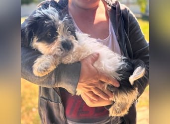 Maggy, verspieltes Französisch Bulldoggen Mix Welpenmädchen geb. 05/2026