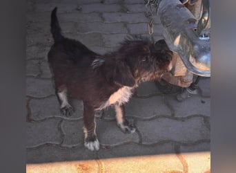 Mary, fröhliches Französisch Bulldoggen Mix Mädchen geb. 05/2026