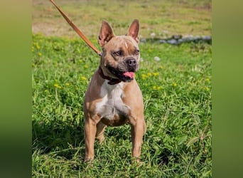 Gina, gut gelaunte French Bulldoggen MIx Hündin geb, 03/2022