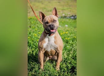 Gina, gut gelaunte French Bulldoggen MIx Hündin geb, 03/2022