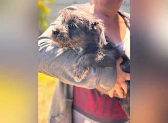 Mici, zuckersüßes Französich Bolldoggen Mix Welpenmädchen