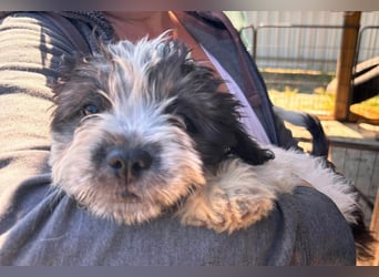 Maggy, verspieltes Französisch Bulldoggen Mix Welpenmädchen geb. 05/2026