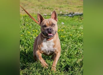 Gina, gut gelaunte French Bulldoggen MIx Hündin geb, 03/2022