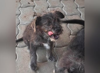 Mici, zuckersüßes Französich Bolldoggen Mix Welpenmädchen