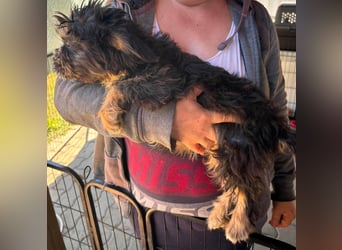 Mona, liebes Französisch Bulldoggen Mix Welpenmädchen geb. 05/2026