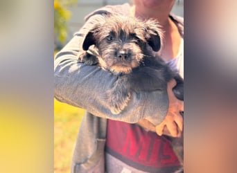 Mici, zuckersüßes Französich Bolldoggen Mix Welpenmädchen