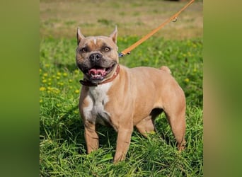 Gina, gut gelaunte French Bulldoggen MIx Hündin geb, 03/2022