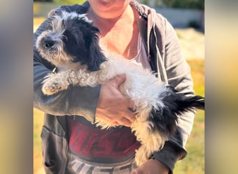 Maggy, verspieltes Französisch Bulldoggen Mix Welpenmädchen geb. 05/2026