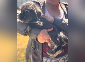 Mary, fröhliches Französisch Bulldoggen Mix Mädchen geb. 05/2026