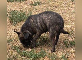Bambi freundlich, süß, zauberhaft