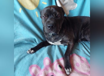 Donát liebenwerter und verschmuster  Französicher Bulldoggen Mix