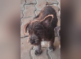 Mici, zuckersüßes Französich Bolldoggen Mix Welpenmädchen