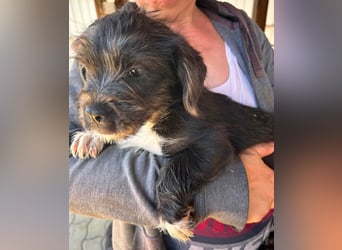 Moricz, verspielter Französisch Bulldoggen Mix Welpenjunge geb. 05/2026