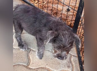 Mici, zuckersüßes Französich Bolldoggen Mix Welpenmädchen