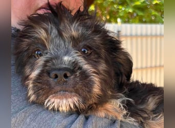 Mona, liebes Französisch Bulldoggen Mix Welpenmädchen geb. 05/2026