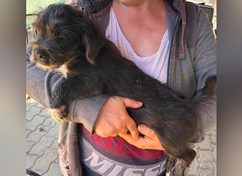 Moricz, verspielter Französisch Bulldoggen Mix Welpenjunge geb. 05/2026