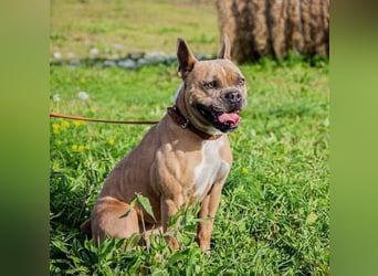 Gina, gut gelaunte French Bulldoggen MIx Hündin geb, 03/2022
