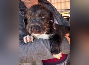Moricz, verspielter Französisch Bulldoggen Mix Welpenjunge geb. 05/2026