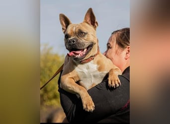Gina, gut gelaunte French Bulldoggen MIx Hündin geb, 03/2022