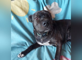 Donát liebenwerter und verschmuster  Französicher Bulldoggen Mix