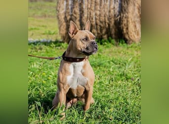 Gina, gut gelaunte French Bulldoggen MIx Hündin geb, 03/2022
