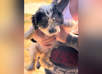 Maggy, verspieltes Französisch Bulldoggen Mix Welpenmädchen geb. 05/2026