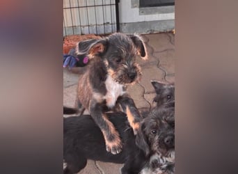 Moricz, süßer, kleiner Französisch Bulldoggen Mischlingswelpe geb. 05/2026