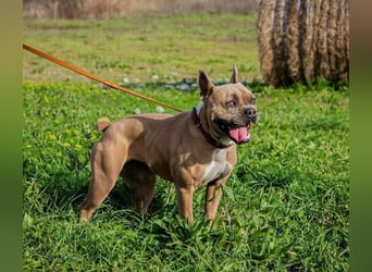 Gina, gut gelaunte French Bulldoggen MIx Hündin geb, 03/2022