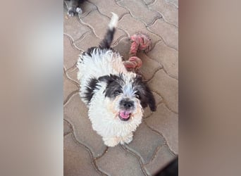 Maggy, verspieltes Französisch Bulldoggen Mix Welpenmädchen geb. 05/2026