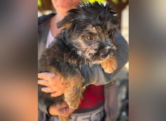Mona, liebes Französisch Bulldoggen Mix Welpenmädchen geb. 05/2026