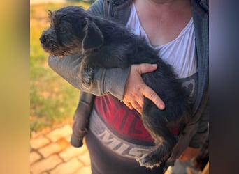 Mici, zuckersüßes Französich Bolldoggen Mix Welpenmädchen