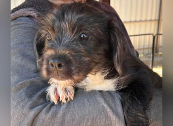 Moricz, verspielter Französisch Bulldoggen Mix Welpenjunge geb. 05/2026
