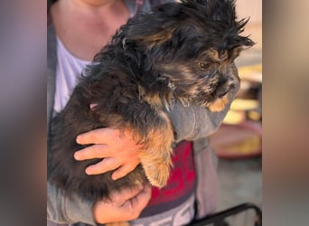 Mona, liebes Französisch Bulldoggen Mix Welpenmädchen geb. 05/2026